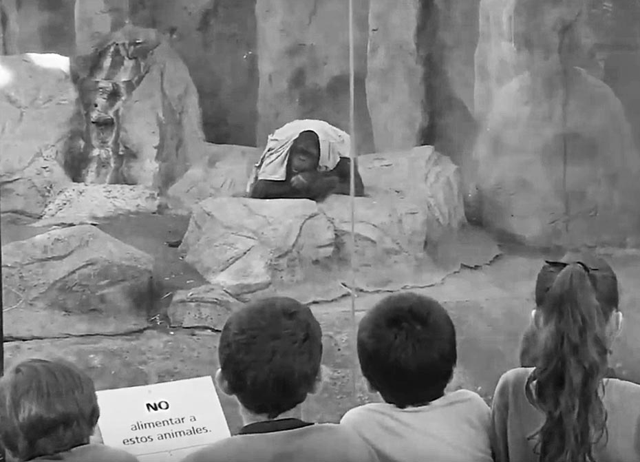 Sandra nació en el zoológico de Rostock, Alemania. En septiembre de 1995, a los nueve años de edad, fue trasladada al Zoo de Buenos Aires.