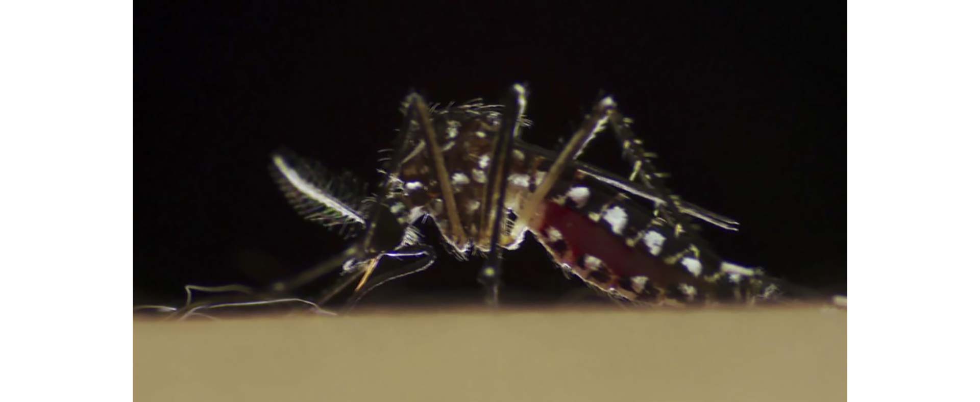 Dengue_Zika_2_caja
