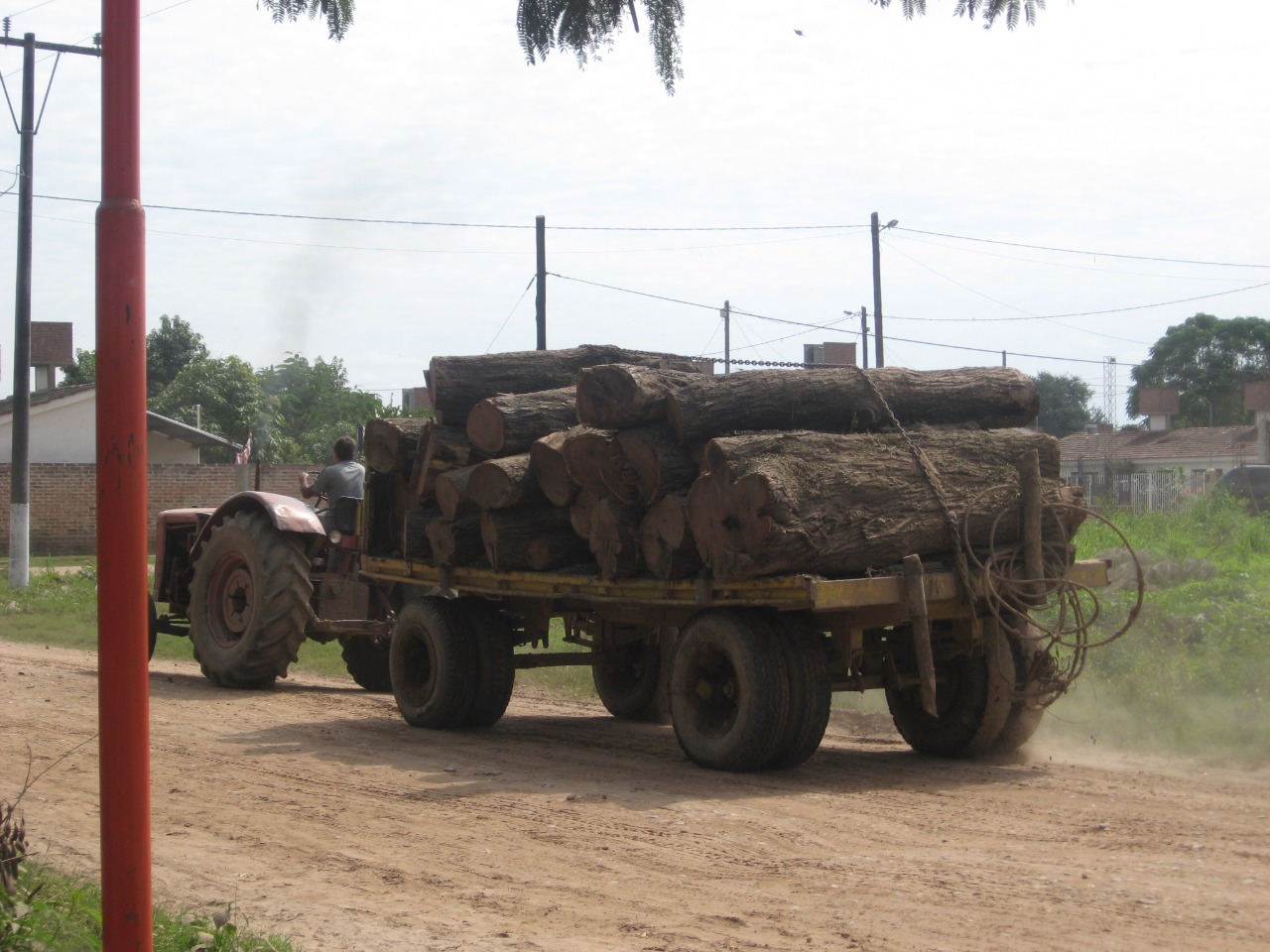 Foto troncos cortados - M Schmidt - CONICET-FSOC